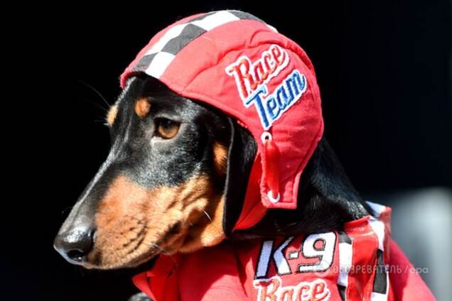 В Мельбурне прошли 'таксячьи гонки': уморительные фото