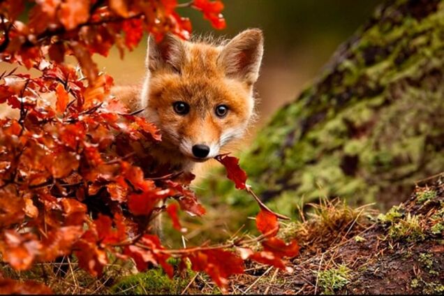 15 очаровательных животных, которые очень любят осень