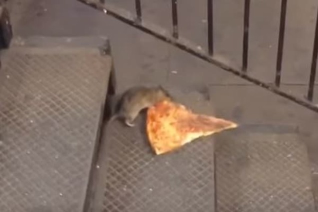 Тяжело, но не сдается: огромная крыса с куском пиццы стала звездой сети