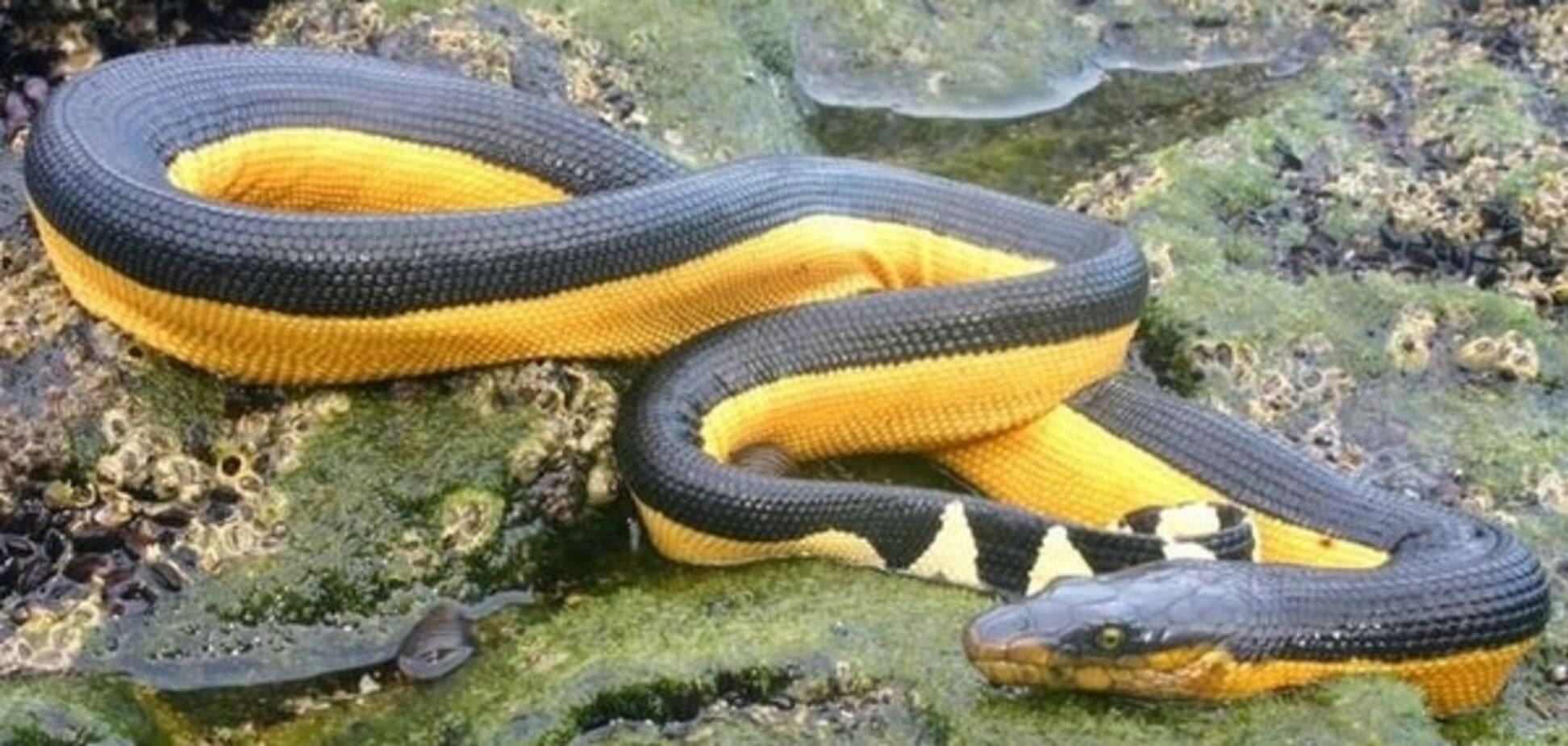 В США впервые наблюдали двойное 'непорочное зачатие'