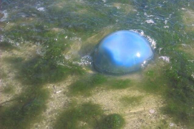 В Одесі пляжі заполонили гігантські медузи, небезпечні для людини