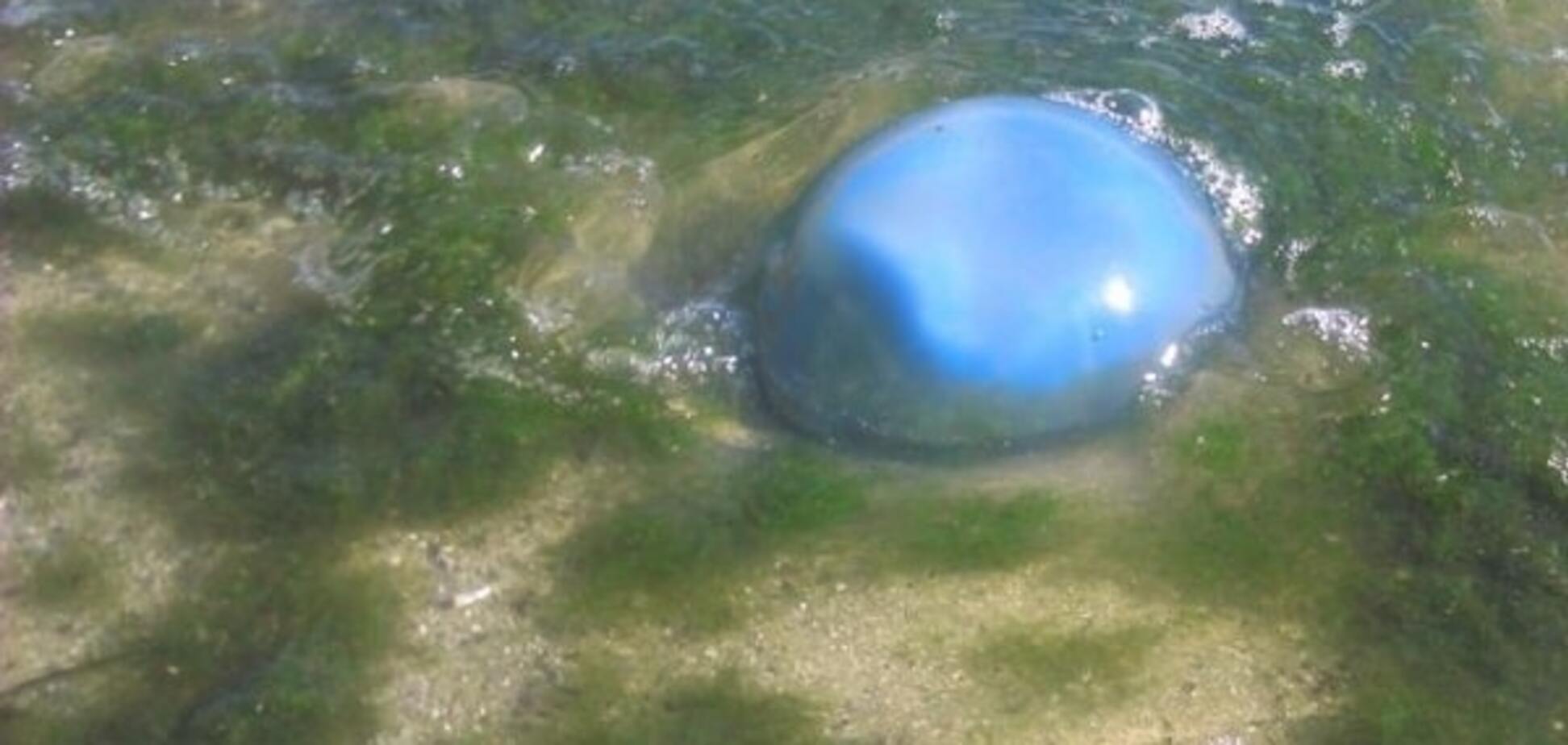 В Одесі пляжі заполонили гігантські медузи, небезпечні для людини