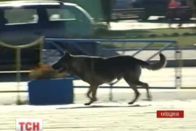 На Киевщине жестоко потравили бездомных собак