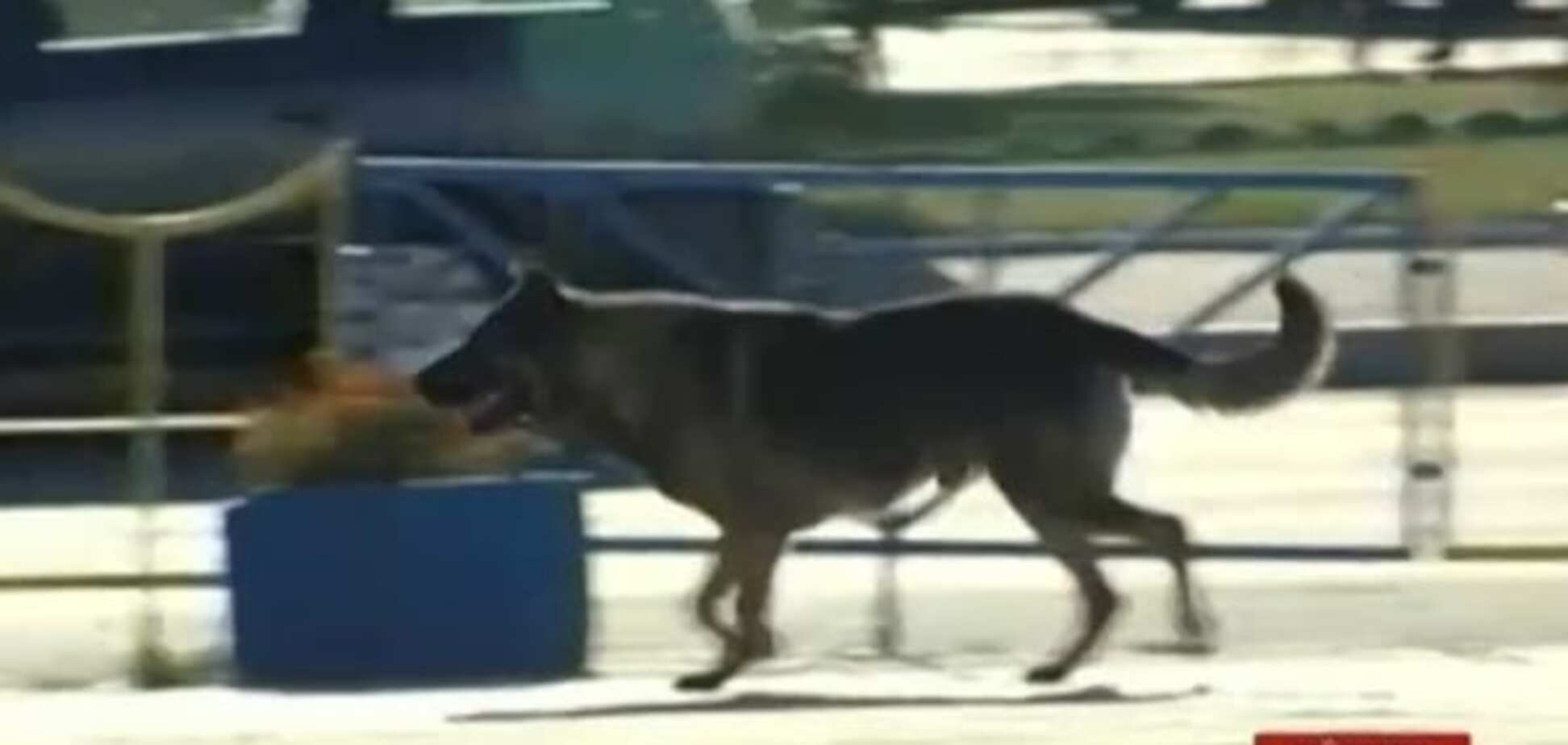 На Київщині жорстоко потруїли безпритульних собак