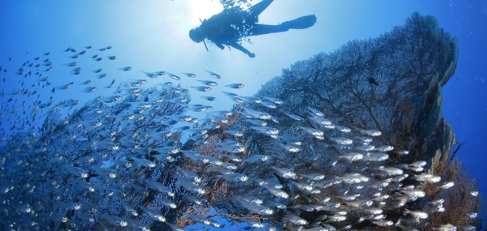 Всемирный день моря: лучшие фото колыбели жизни на Земле