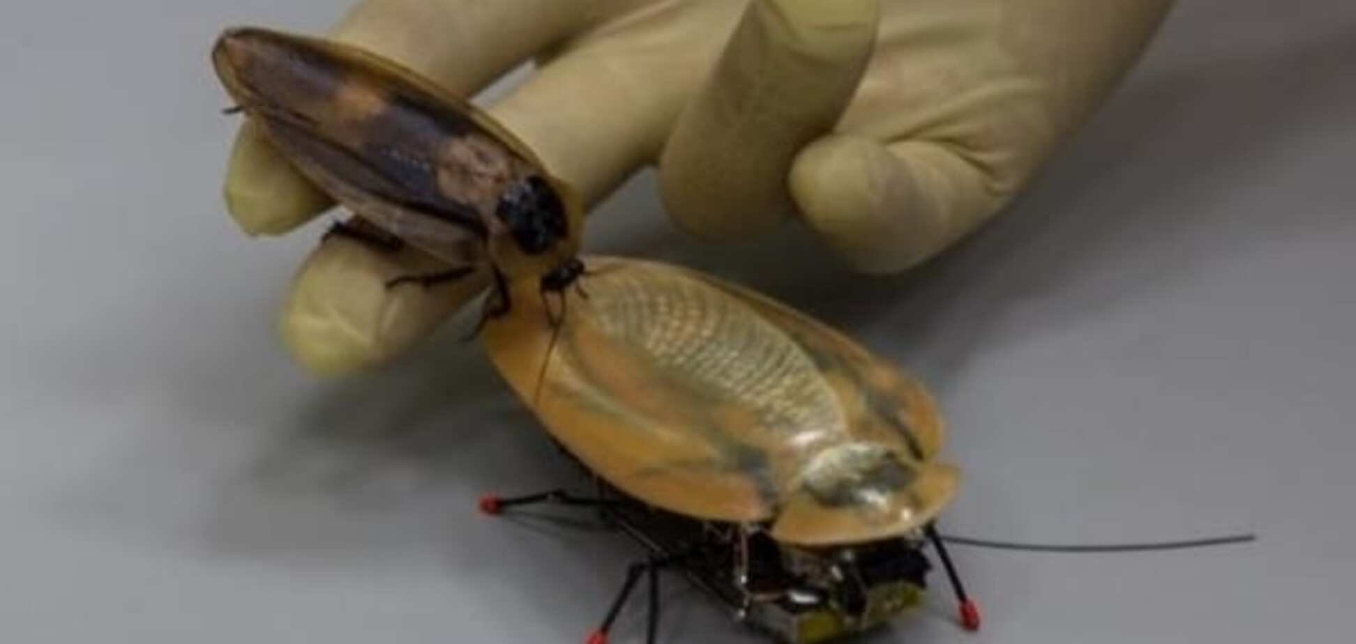 Готовим 'роботапок': Россия похвасталась военным роботом-тараканом. Фото 'насекомого'