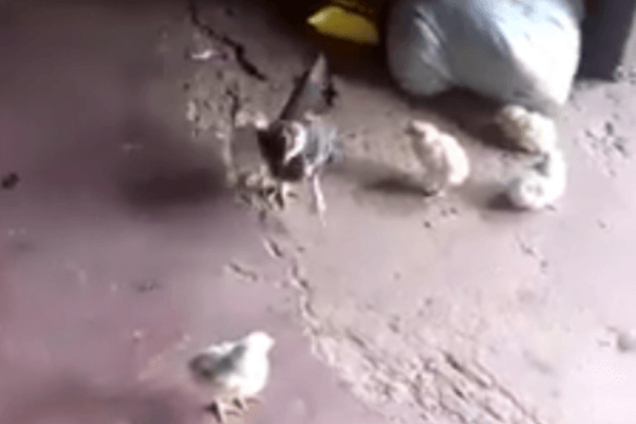 Так становятся настоящими воинами: видео с дерзким цыпленком взорвало сеть