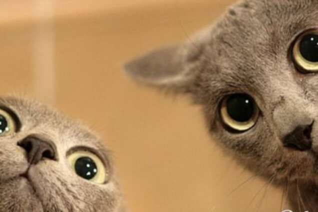 12 доказательств того, что кошки - ужасные соседи