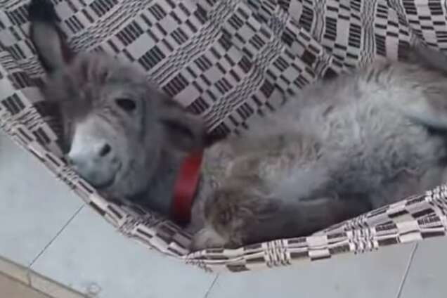 Ослик, который засыпает в гамаке как ребенок, покорил соцсети: трогательное видео