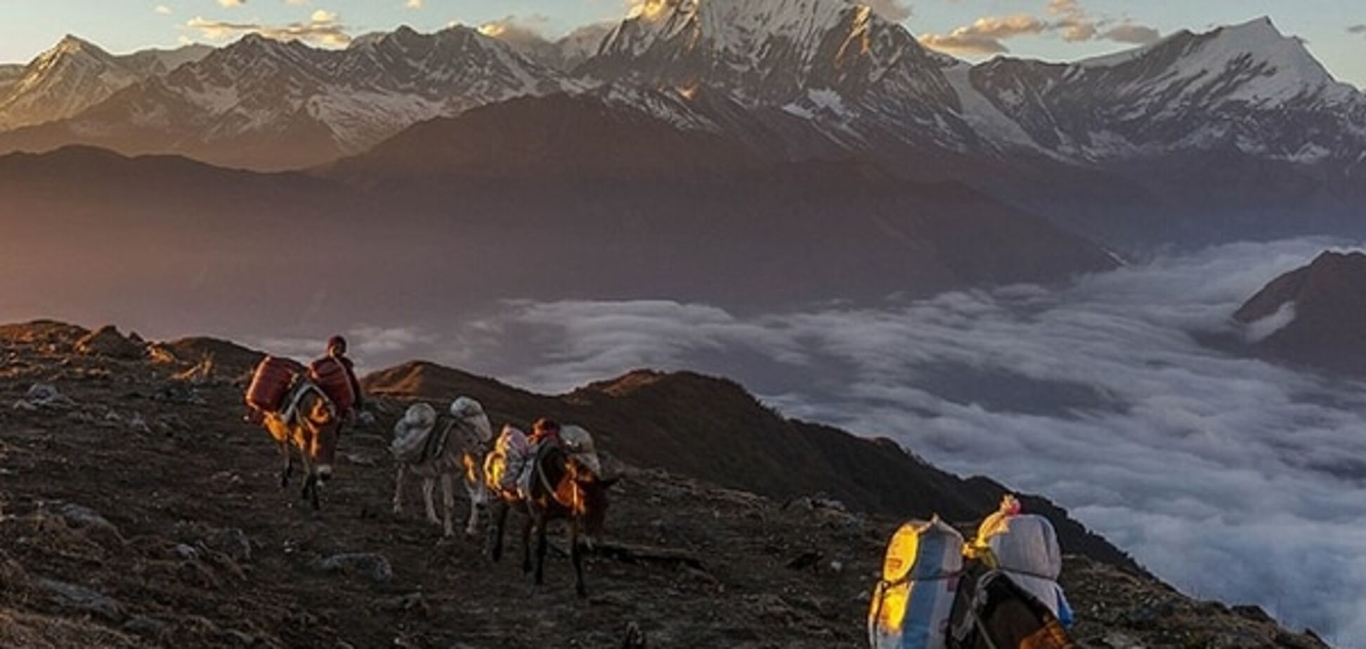 Жизнь во всей красе: National Geographic опубликовал лучшие фото за 2015 год