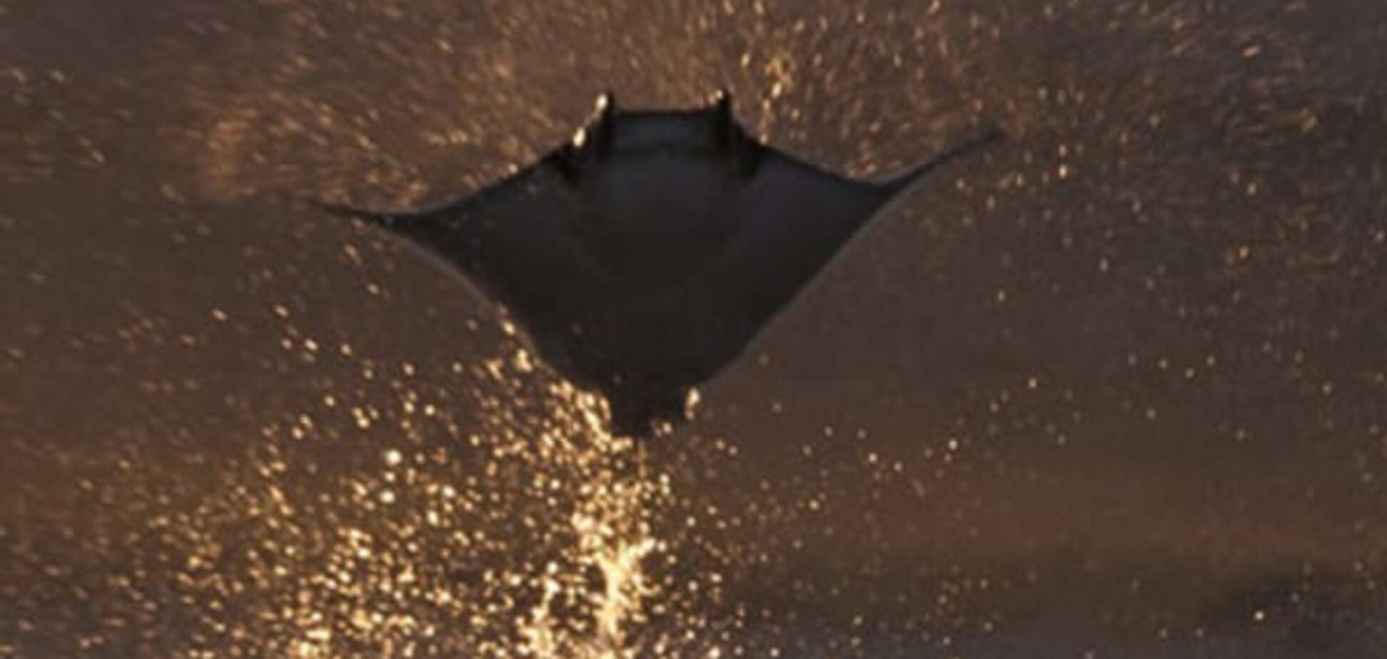 Морские дьяволы поразили соцсети до глубины души: трогательное видео