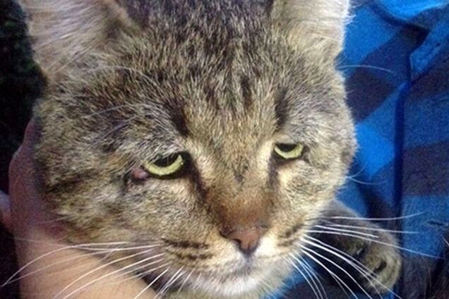 Российский 'приунывший' кот стал звездой сети и иммигрирует в Европу: фотофакт