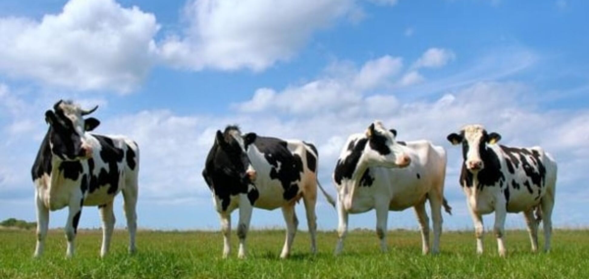 Хватит ли в Украине хлеба и не взлетят ли цены на молоко и мясо