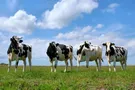 Хватит ли в Украине хлеба и не взлетят ли цены на молоко и мясо