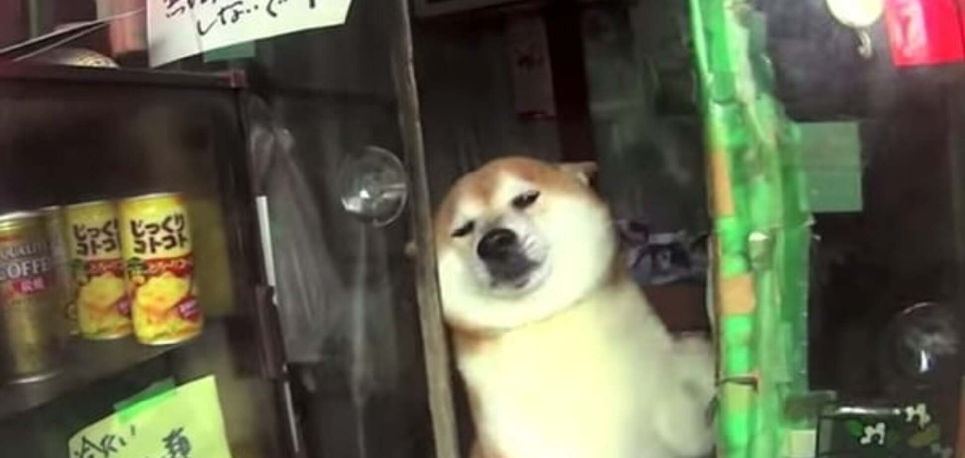 Необычный продавец: в Японии находчивый пес торгует в киоске