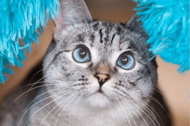 Голубоглазая кошка собрала 2,3 млн подписчиков и стала звездой Instagram