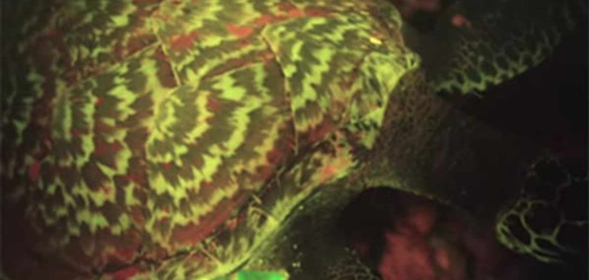 Зоологи нашли первую в мире светящуюся черепаху: видеофакт