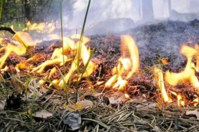 'И здесь политика!' Пожары под Киевом возникли из-за умышленных поджогов