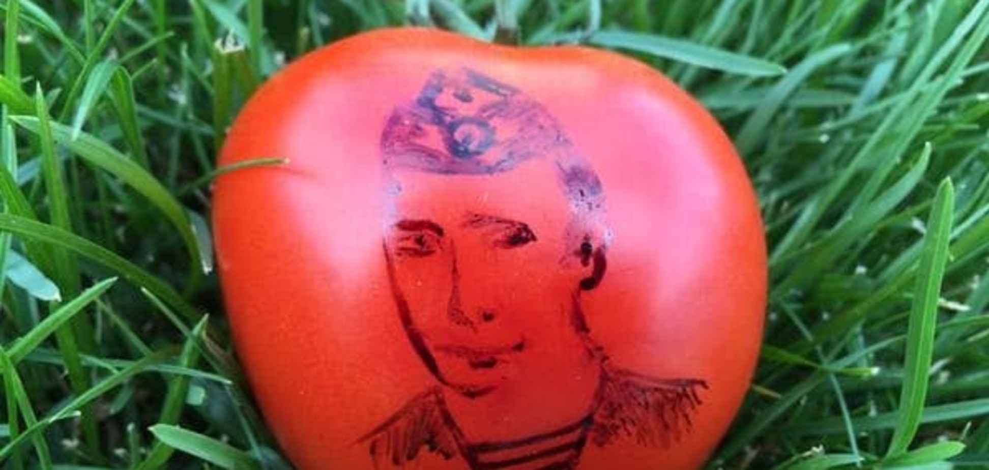 Низкорослый, плодовитый, запутанный: в России растет Вова Путин-помидор. Видеофакт