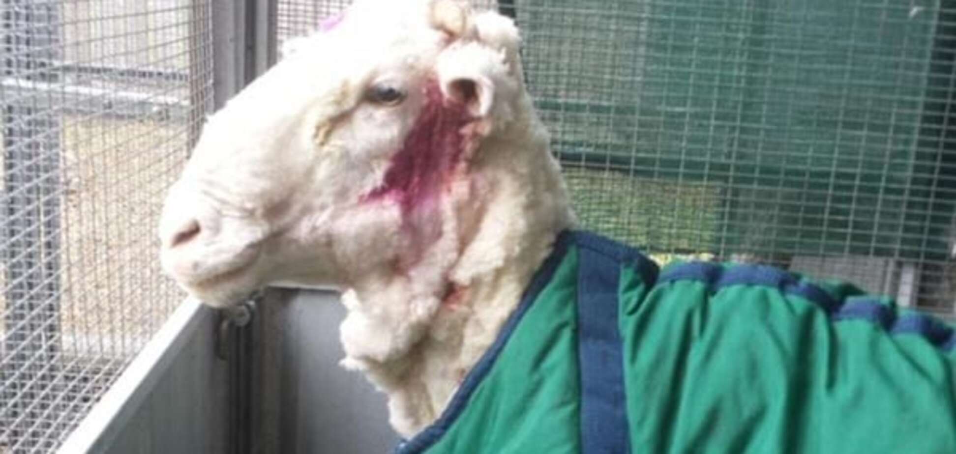 С самой пушистой овцы Австралии состригли 40,5 кг шерсти: фотофакт