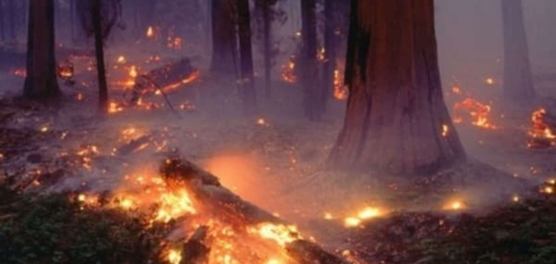 Масштабна лісова пожежа під Києвом: в ДСНС оприлюднили свіжі дані 
