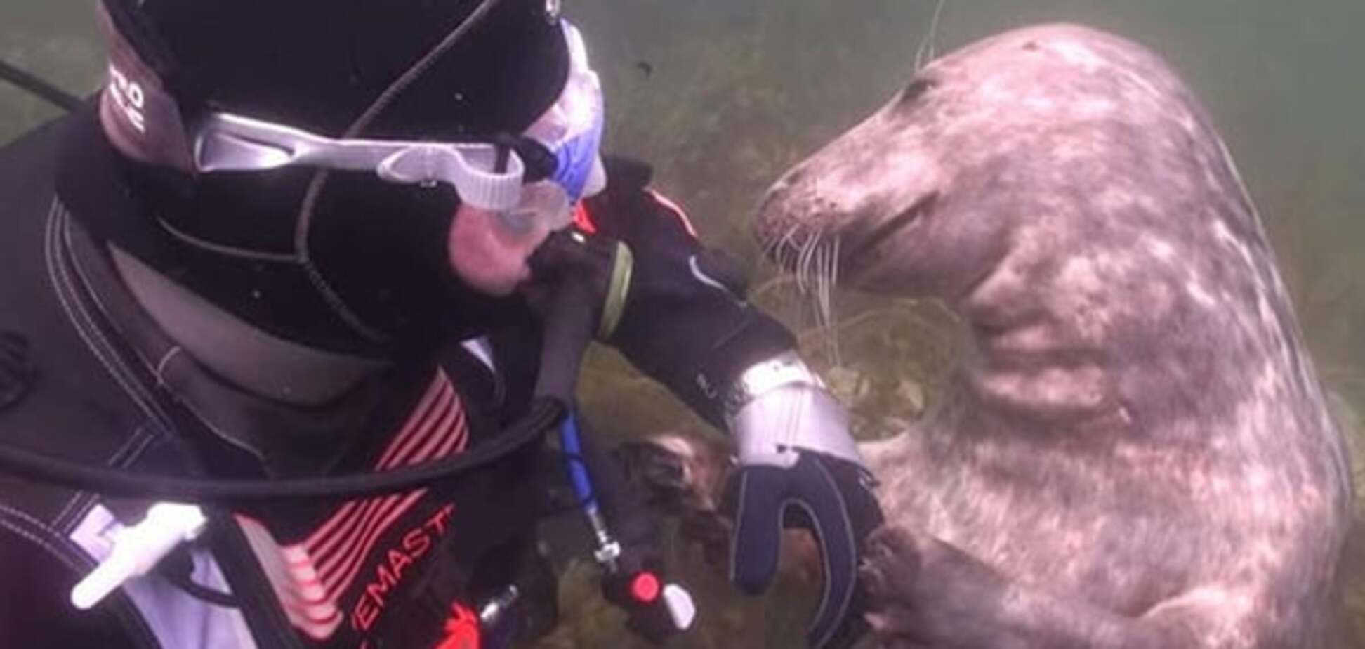 Морские котики такие котики: тюлень попросил дайвера почухать ему животик. Удивительное видео