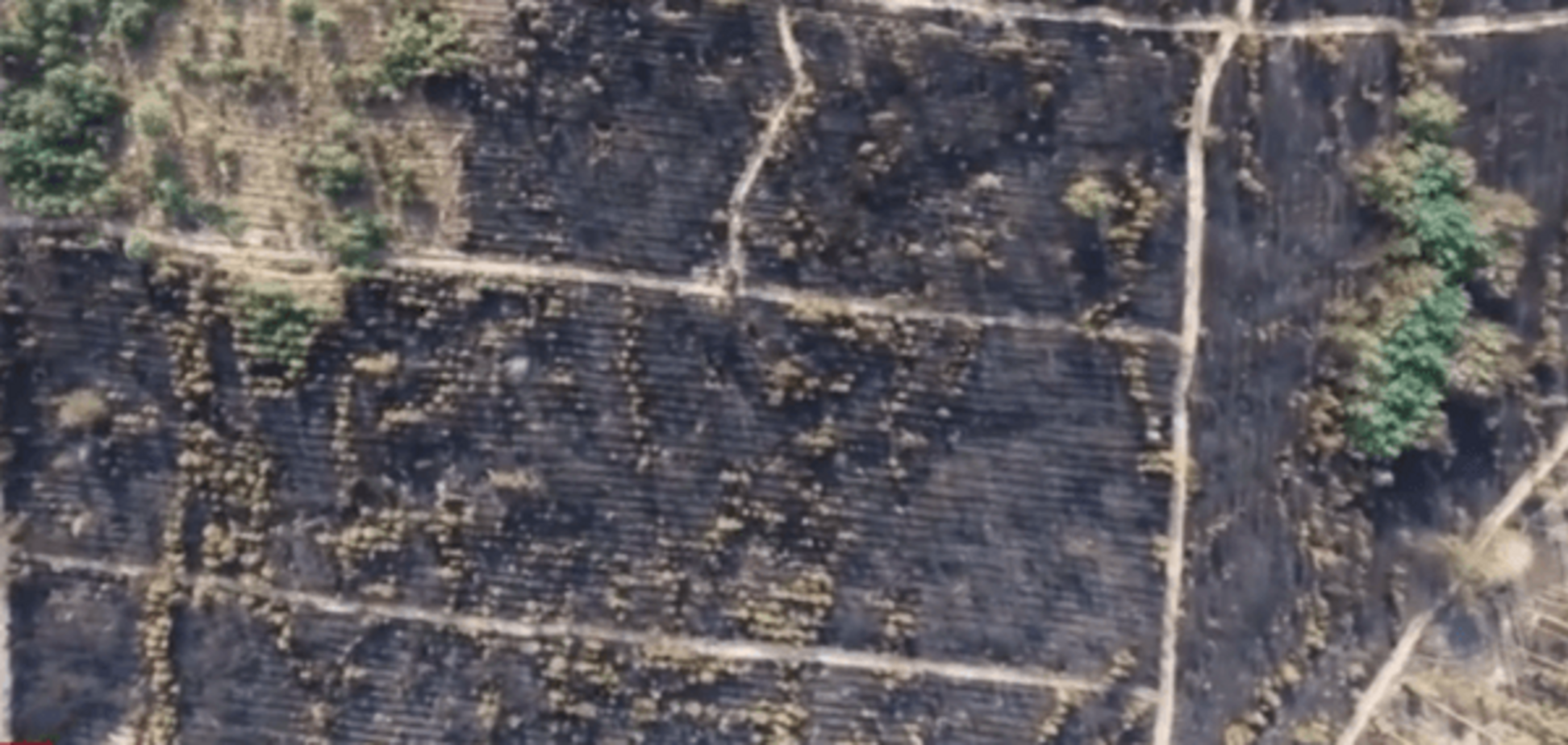 Лісова пожежа під Києвом: відео з висоти пташиного польоту
