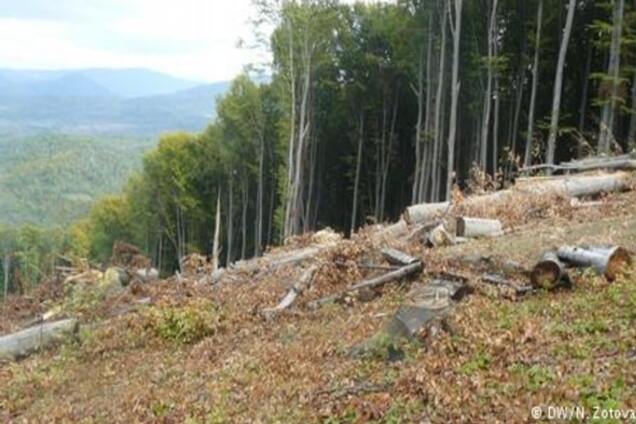 На Закарпатті знищують ліси, внесені до списку спадщини ЮНЕСКО