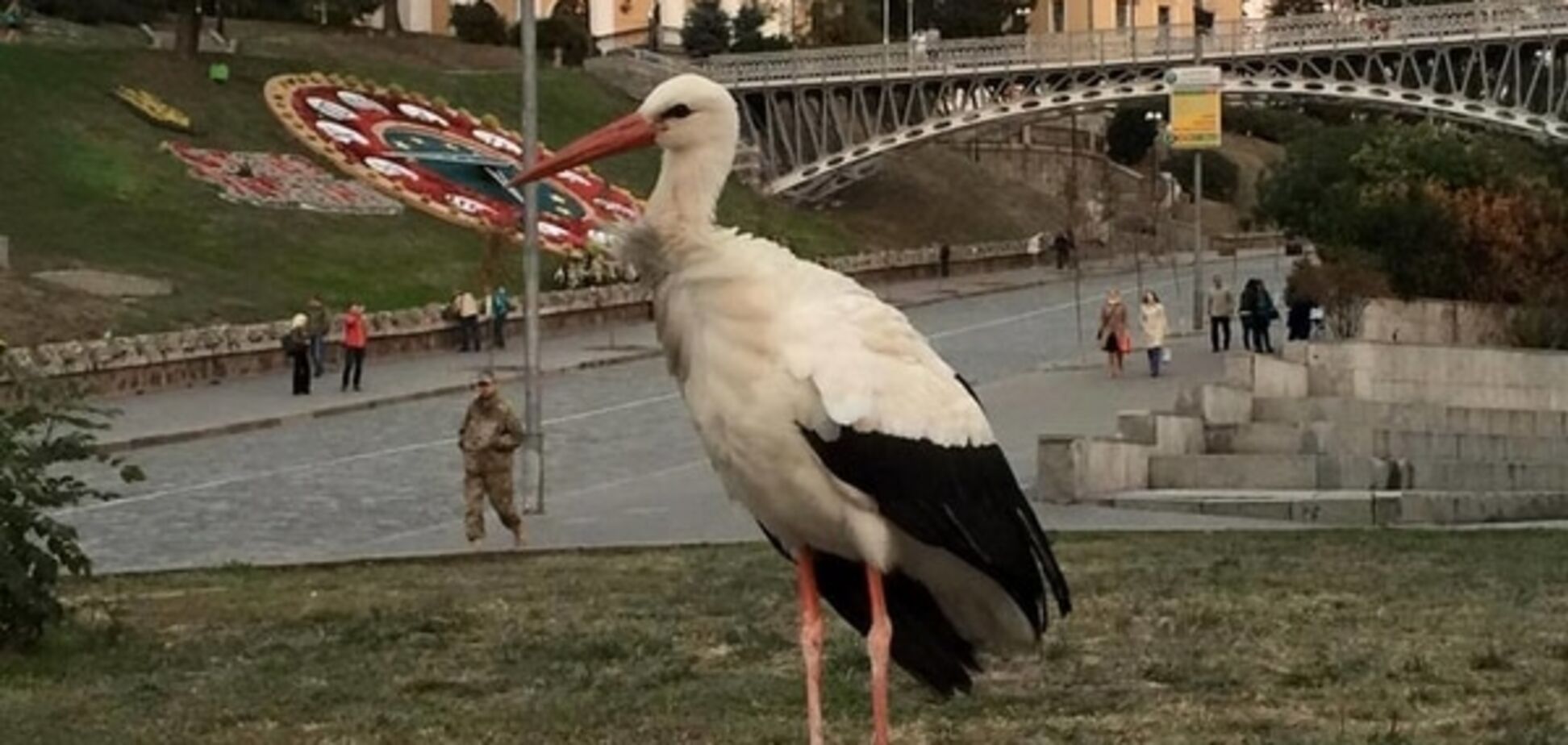 Добрый знак: киевлян порадовал неожиданный гость в центре Киева