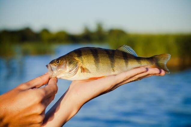 Чому не потрібно робити любительську рибалку платною?