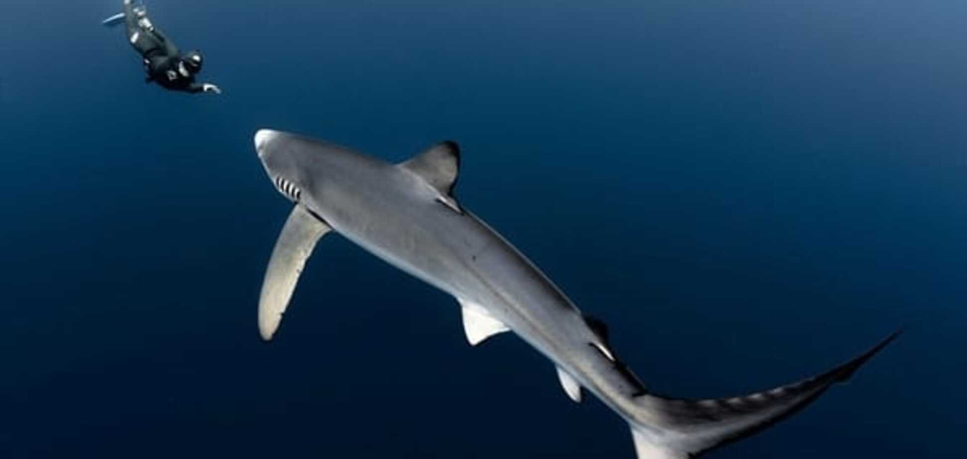 Лицом к лицу с природой: невероятные фото дельфинов, акул и китов, сделанные дайверами