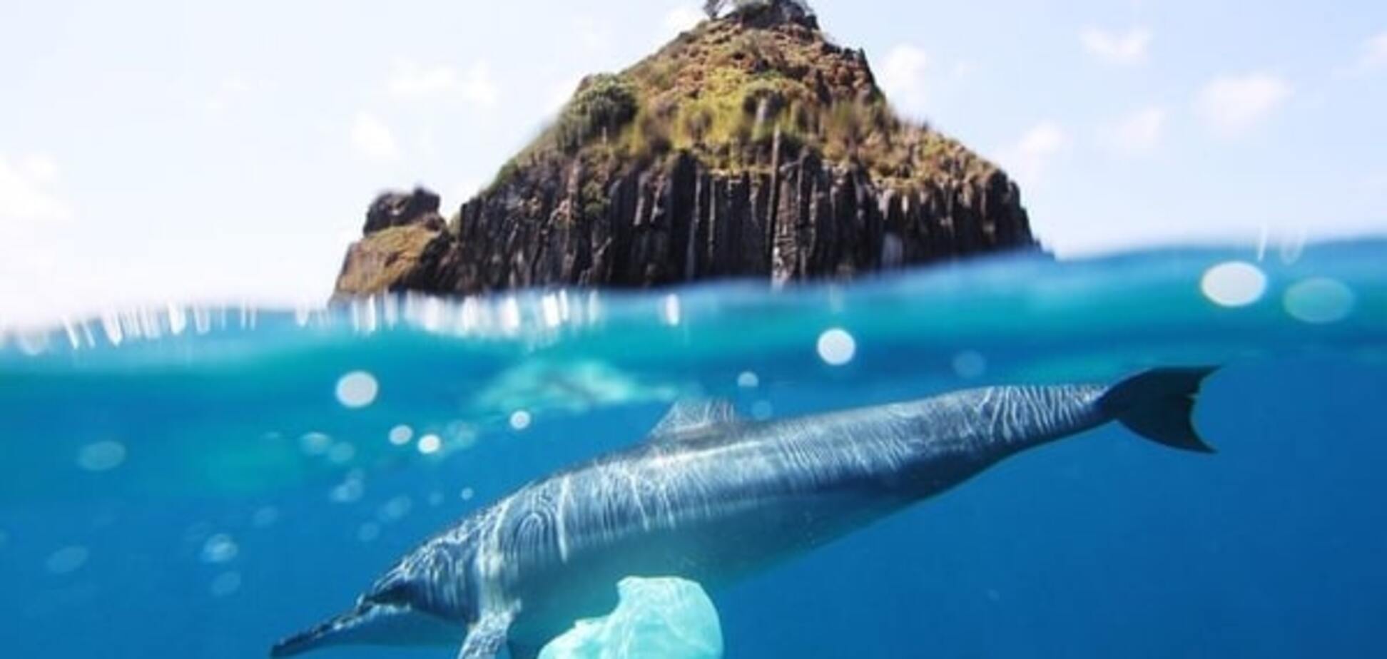 Как пластик гробит животный мир: фото, после которых вы не сможете выбросить бутылку на природе