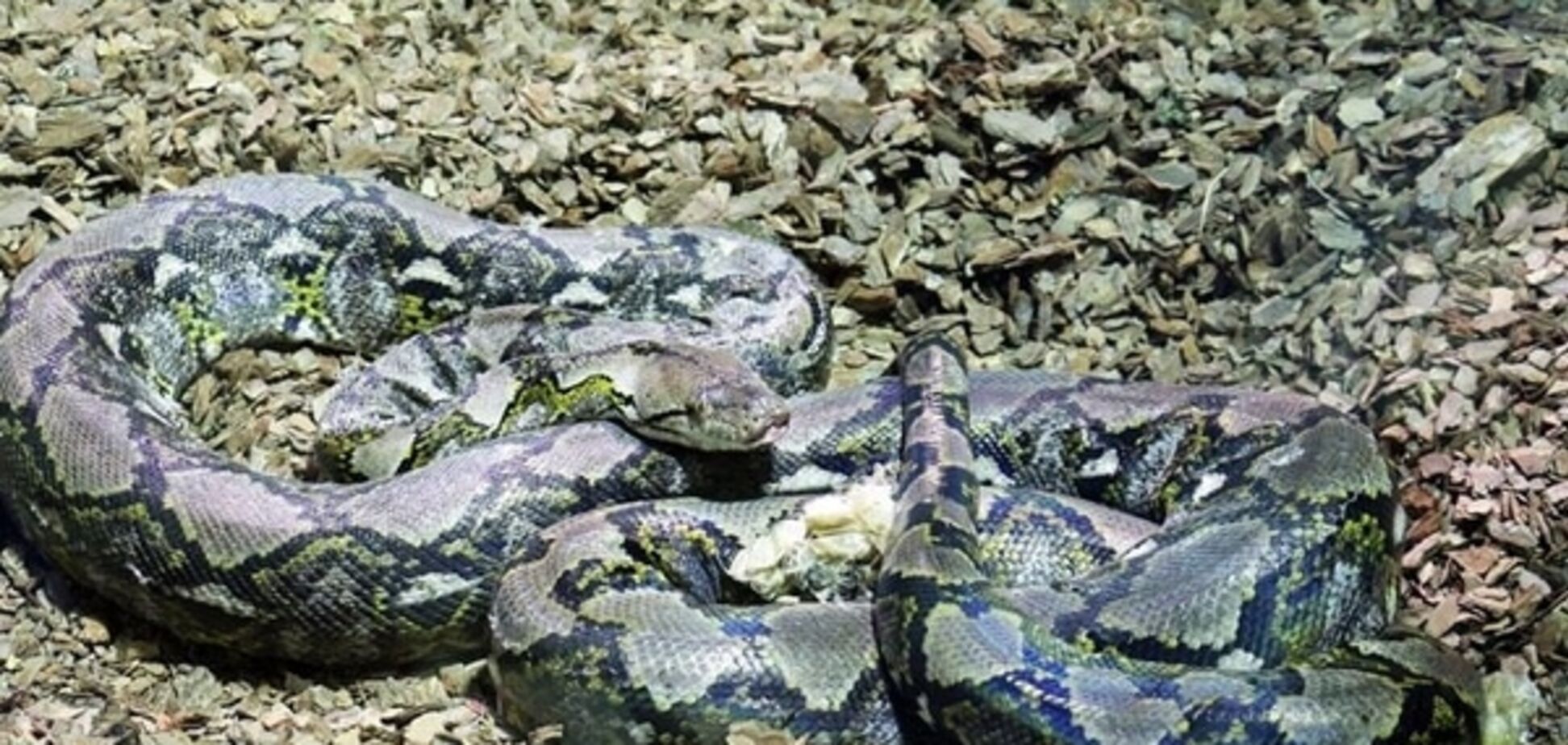 В киевском зоопарке появился 6-метровый питон: фотофакт