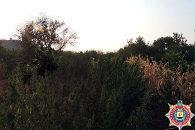 На Донбассе ликвидировали 'ферму' с 500 кустами конопли: фотофакт