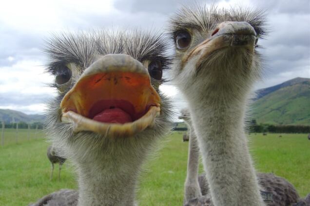 Премия Страуса: мальчики и Путин, сеанс Фарион, плывущий рубль и чай с Медведевым