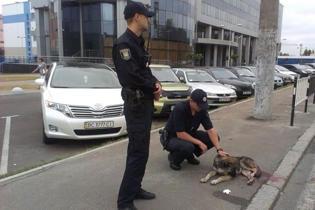 Милосердя в дії: у Львові поліцейські рятували збитого собаку. Фотофакт