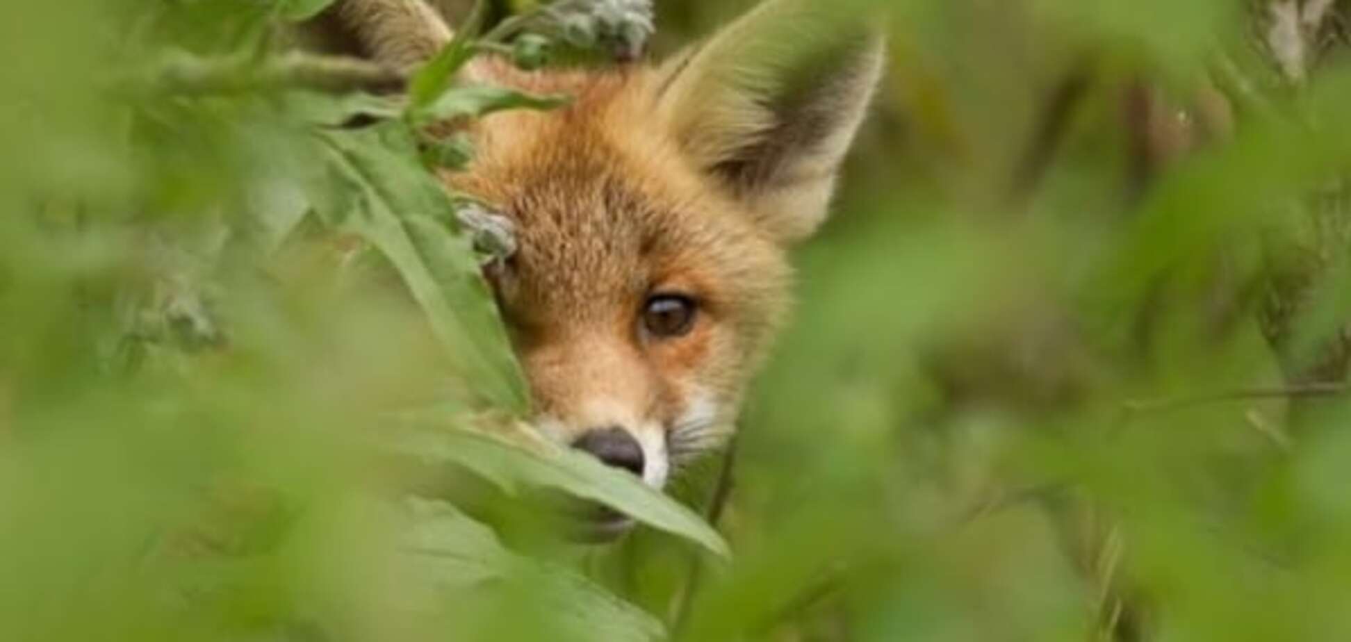 Мы всех перехитрим!