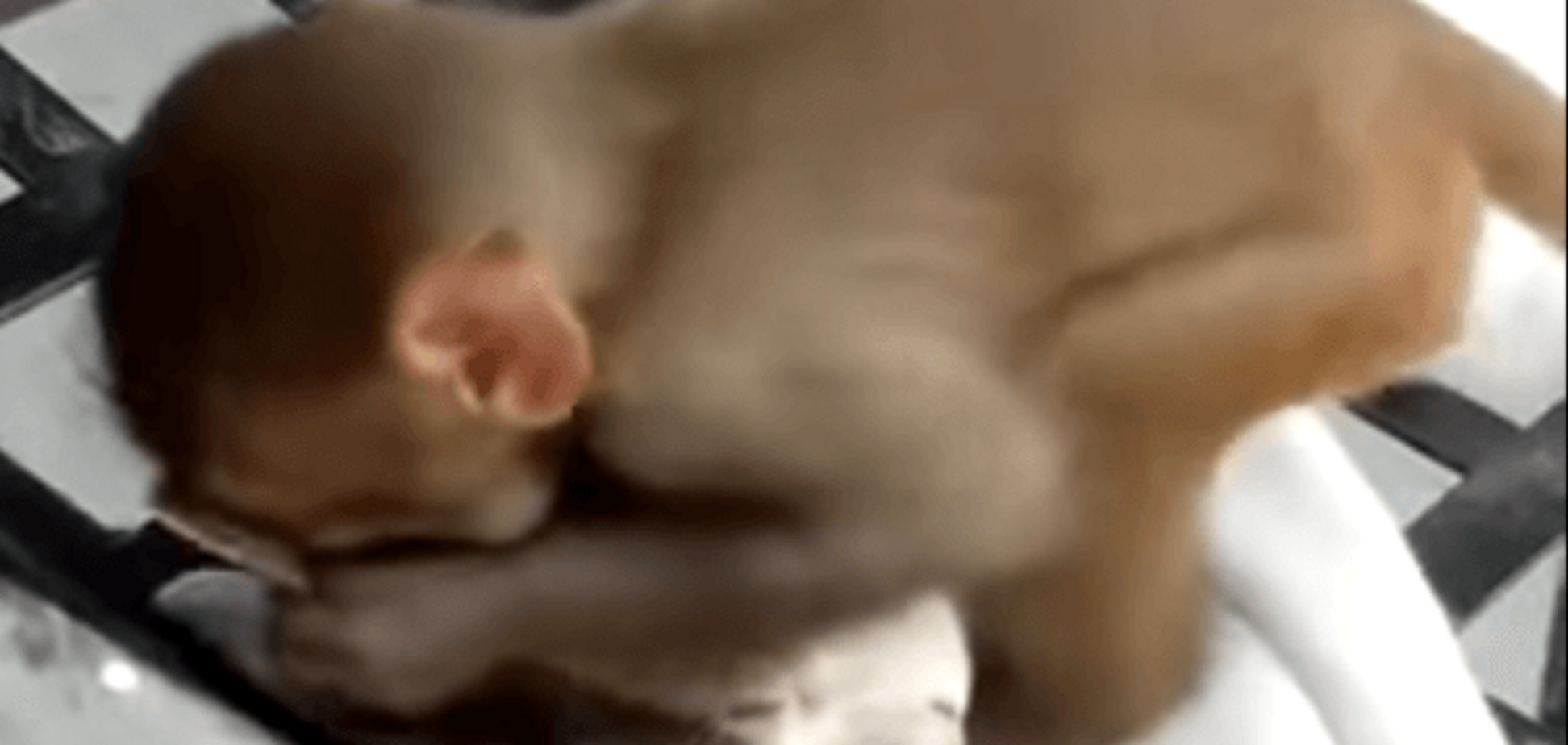 Не проб'єш! Суперспокійний кіт підірвав мережу: відеофакт