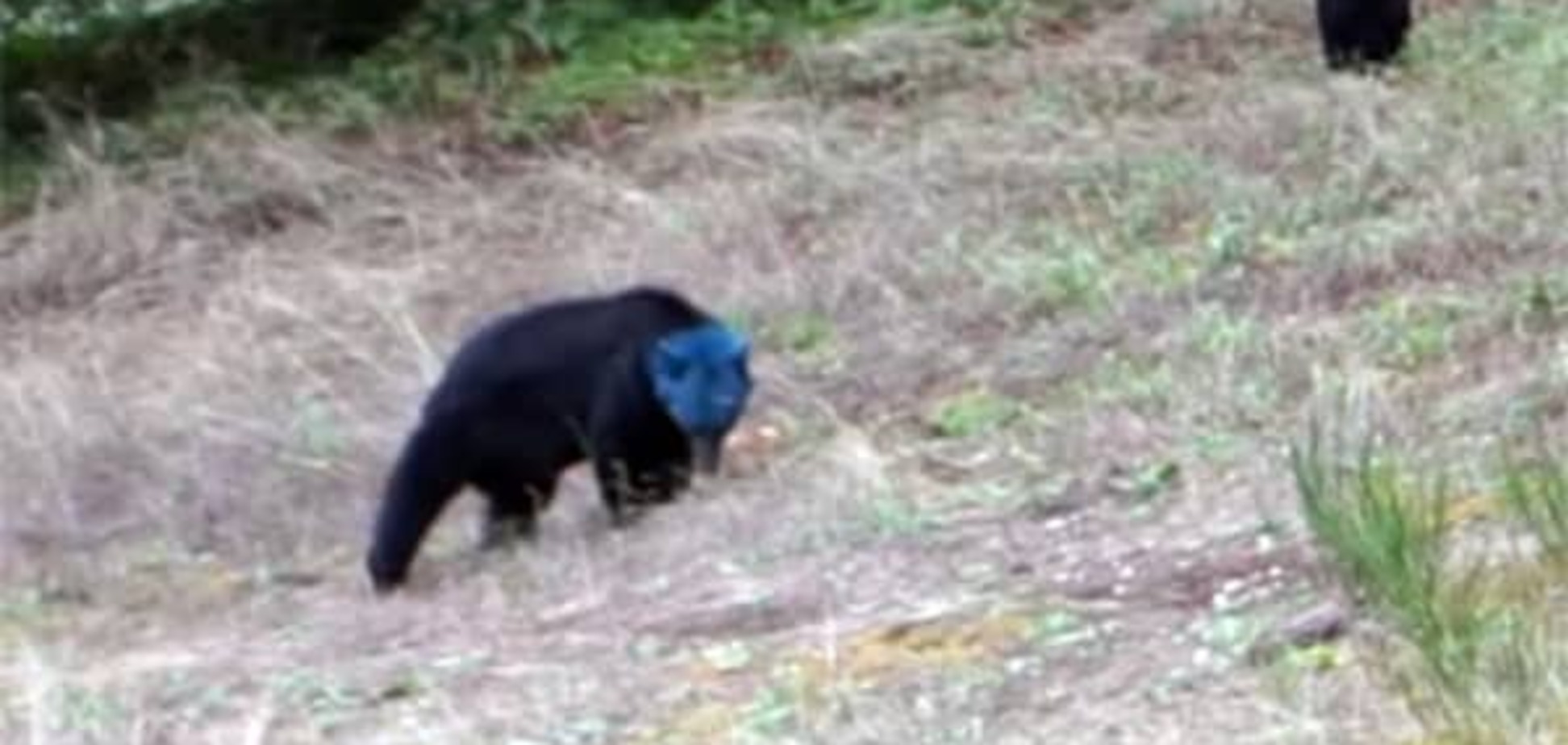 Необъяснимая синеголовая медведица поразила пользователей Youtube: видеофакт
