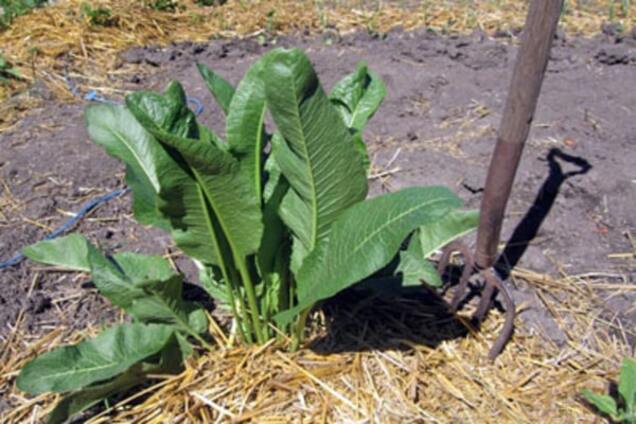 Какого хрена вам еще надо? Российский чиновник помог фермеру засеять поле