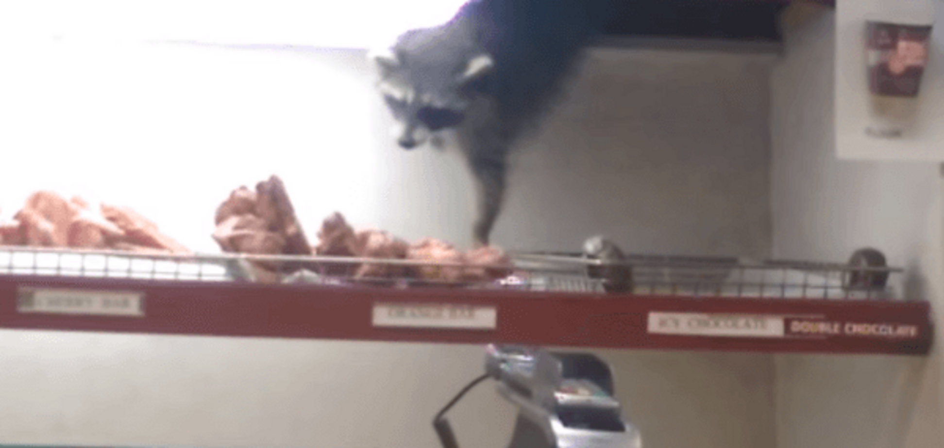 Безумные умения. Енот мастерски стащил пирожок в кафе: видеофакт