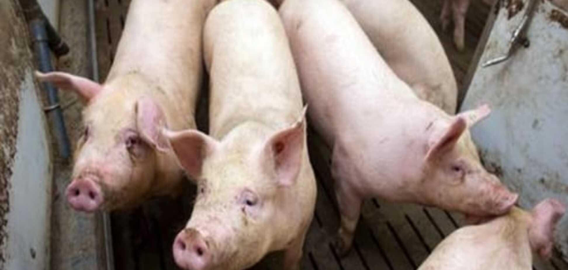Росія заборонила імпорт української свинини