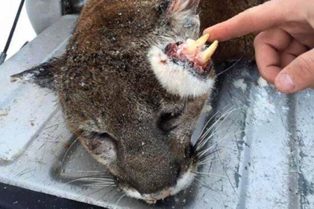 В США охотники убили уникального льва-мутанта: фотофакт