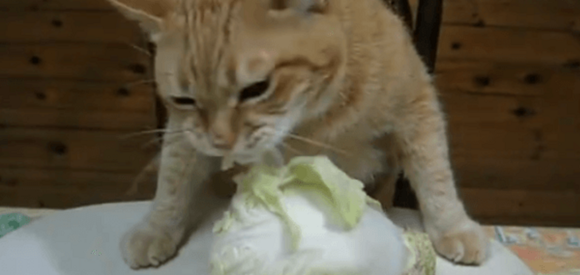 Кіт-вегетаріанець схрумав головку капусти і став зіркою мережі: відеохіт