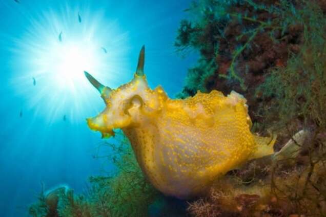 Жизнь на дне: выбраны лучшие подводные фото 2015 года