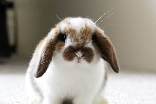 Милый пушистик - вислоухий кролик: важные правила ухода