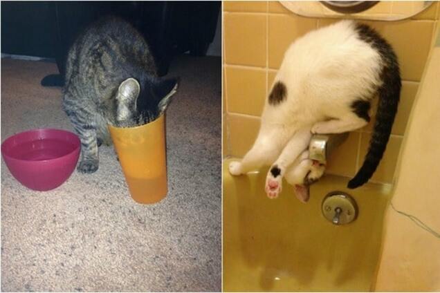 Непостижимая кошачья логика: смешная фотоподборка