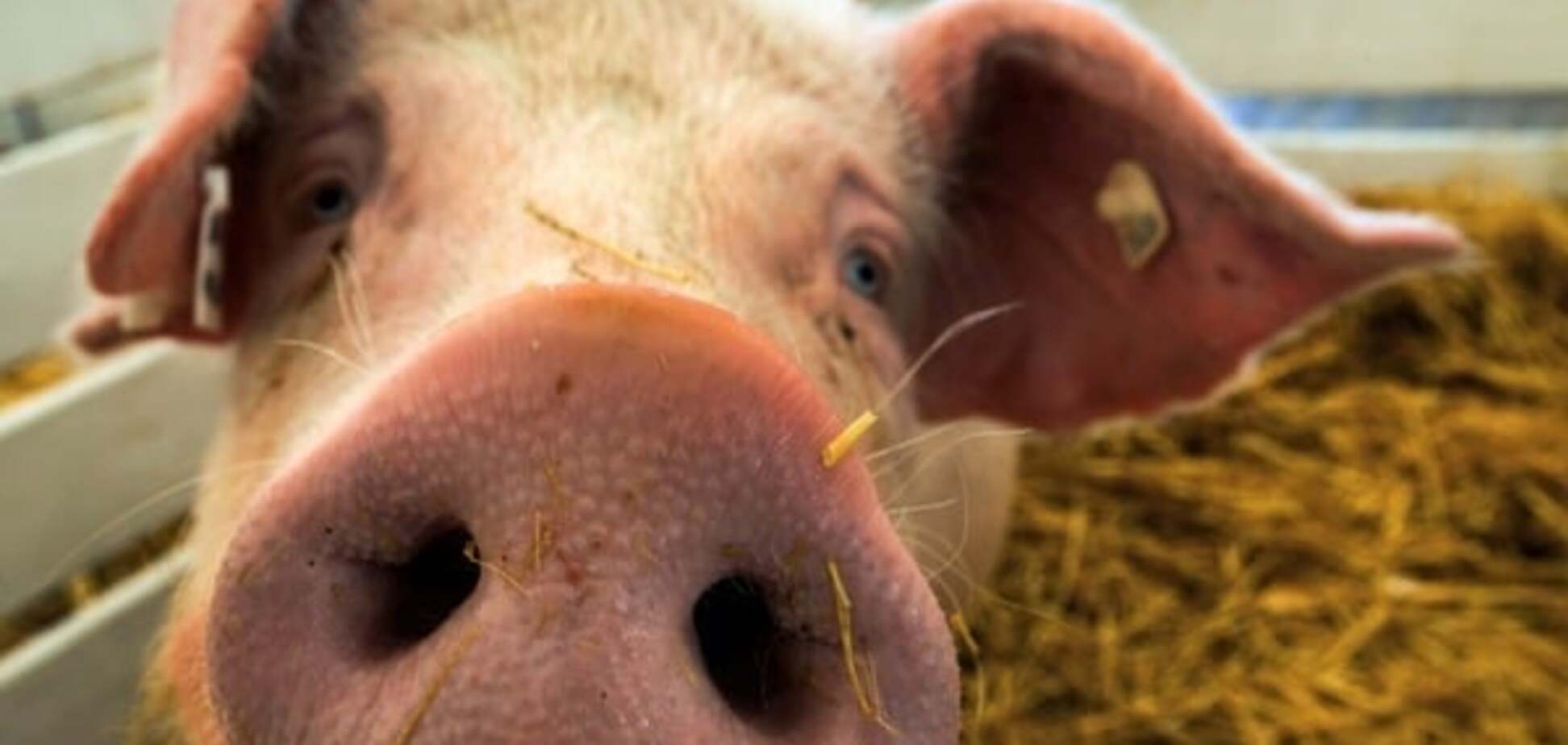 В Британии начнут выращивать химер с органами человека