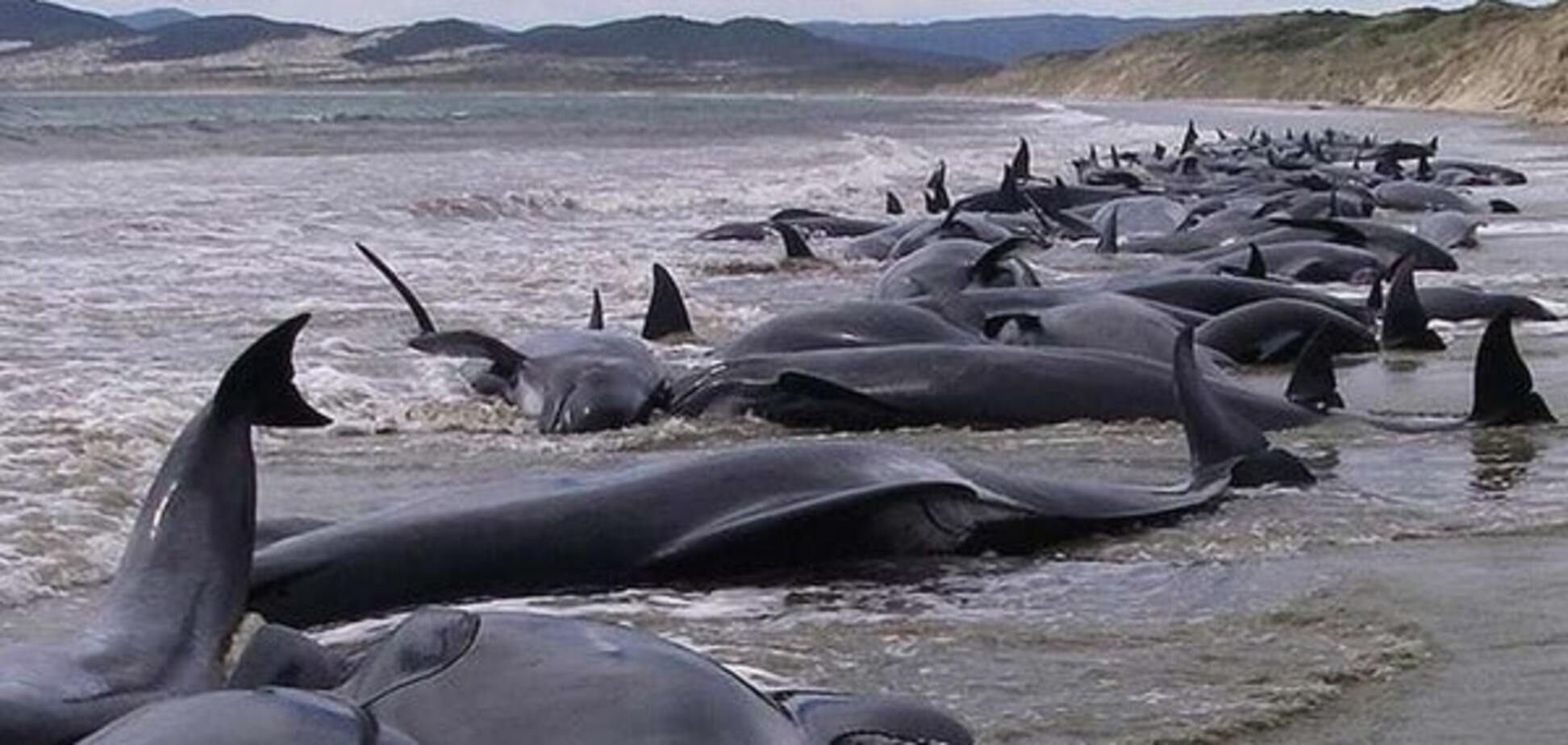 Массовое самоубийство: в Индии на берег выбросилась сотня дельфинов