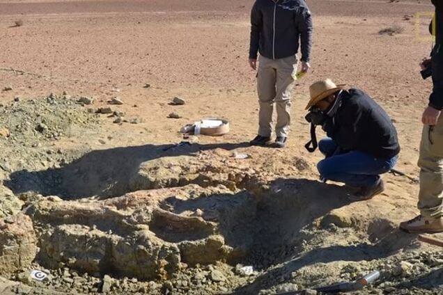 В Африке нашли останки доисторического чудовища-гиганта: видеофакт
